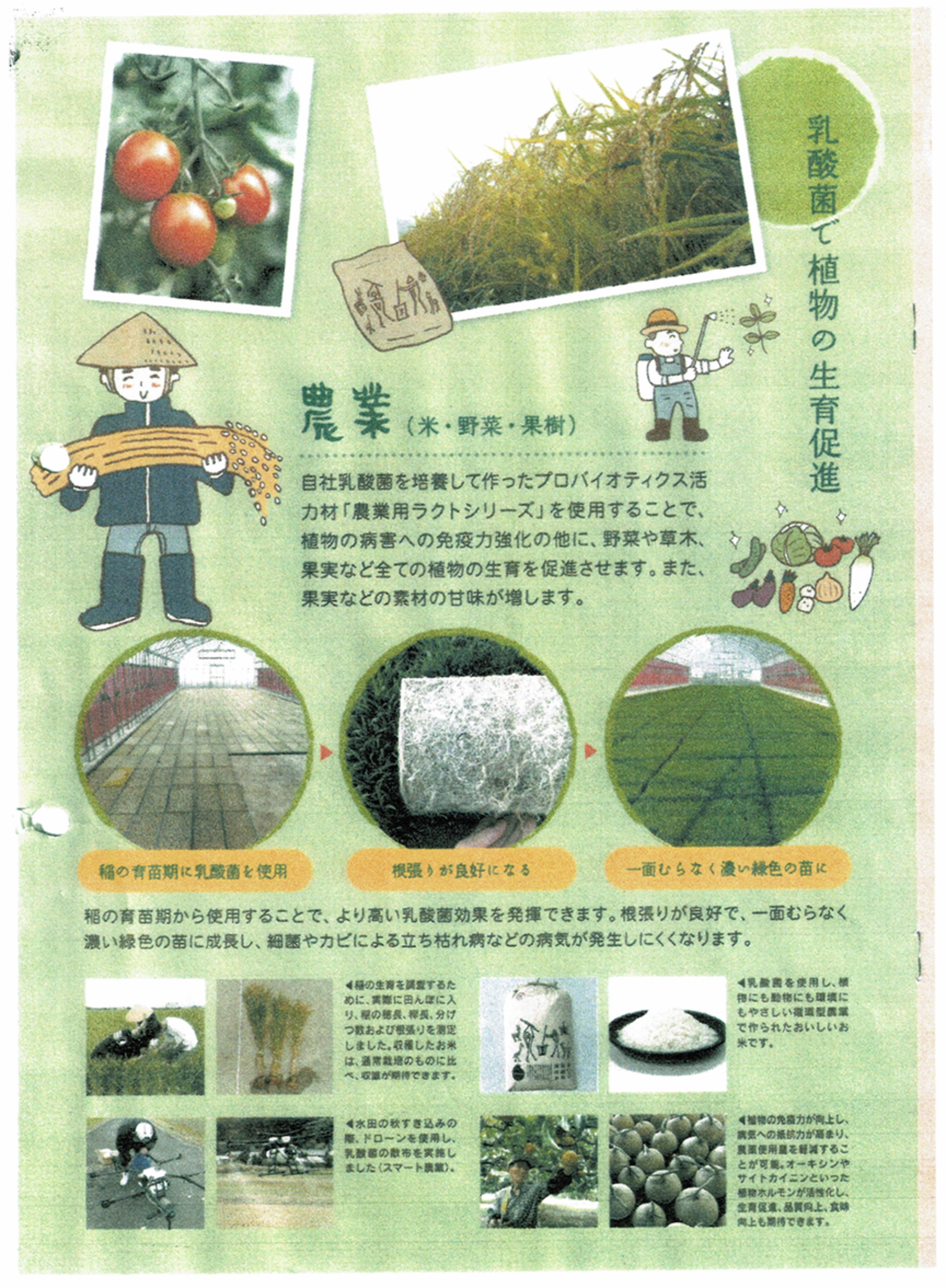 乳酸菌で植物の生育促進